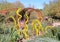 Arizona, Phoenix - Tempe, Botanical Garden: Chihuly Installation - Yellow Herons, 2007