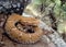 Arizona Ridge-nosed Rattlesnake