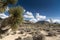 Arizona`s Joshua Tree Forest