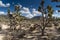 Arizona`s Joshua Tree Forest