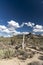 Arizona`s Joshua Tree Forest