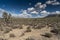 Arizona`s Joshua Tree Forest