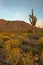 Arizona Saguaro