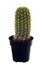 Arizona Saguaro baby cactus
