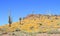 Arizona: Saguaro Cacti in Carpet of Blooming Desert Flowers 