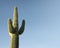 Arizona Saguaro Cactus