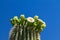 Arizona Saguaro Cactus in Bloom