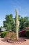 Arizona Saguaro cactus in Phoenix, Arizona