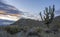 Arizona Saguaro cactus at Sunrise near Scottsdale, AZ