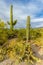 Arizona Saguaro Cactus In Vertical Orientation