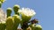 Arizona Saguaro National Park A close up of a flower on top of a saguaro cactus with bulbs