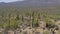 Arizona Saguaro National Park A pan left to right across the Saguaro National Park with many cacti