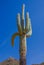 Arizona Saguaro National Park tall giant Cactus