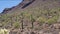 Arizona Saguaro National Park A view of many cacti in the desert and on the mountain side