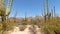Arizona Saguaro National Park A view of several saguaro cacti with mountains and bushes
