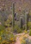 Arizona Saguaro National Park Wildflowers and Cactus