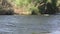 Arizona, Salt River, A zoom in on some small rapids next to the trees on the Salt River