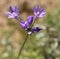 Arizona Scorpion Weed - Purple Flower