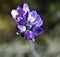 Arizona Scorpion Weed - Purple Flower