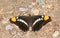 Arizona Sister (Adelpha eulalia) Butterfly