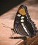 An Arizona Sister Butterfly, Adelpha eulalia, in Ramsey Canyon, AZ, USA