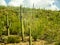 The Arizona Sonora Desert Museum South of Phoenix Arizona USA