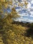 Arizona Sonoran Desert