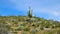 Arizona, Sonoran Desert: Saguaro on Prickly Pear Hill