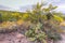 Arizona Spring Desert Wildflower Landscape