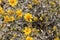 Arizona Spring Wildflowers