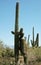 Arizona State Giant cacti ,cute couple