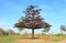 Arizona Tempe: Steel Tree Sculpture in Linear Park of Rio Salado