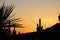 Arizona USA Colorado, cacti and palm tree at sunset