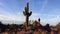 ARIZONA, USA - NOVEMBER 29, 2019: Large cacti in Arizona against a blue sky, desert landscape. Saguaro Cactuses Carnegiea