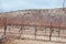 Arizona Vineyard Scenery in USA