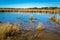 Arizona wetlands and animal riparian preserve.