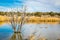 Arizona wetlands and animal riparian preserve.