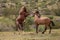 Arizona wild horse stallions striking while fighting in the Salt River desert near Mesa Arizona USA