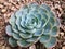 Arizonian Hens and Chicks; closeup