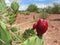 Arizonian Prickly Pear Cactus