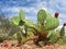 Arizonian Prickly Pear Cactus