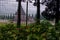 Arjuna temple in the Dieng temple compound behind a gate with a green bush in the foreground