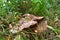 Arkhyz, Russia. Overgrown mushrooms