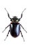 Arlequin beetle on the white background