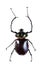 Arlequin beetle on the white background