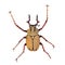 Arlequin beetle on the white background