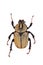 Arlequin beetle on the white background