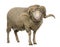 Arles Merino sheep, ram, 3 years old