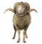 Arles Merino sheep, ram, 3 years old