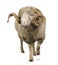 Arles Merino sheep, ram, 5 years old